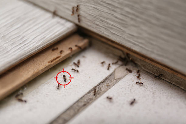 Best Wildlife Control Services  in Untain Grove, MO