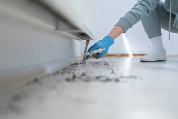 Best Affordable Pest Control Services  in Untain Grove, MO
